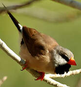 Long-tailed Finch