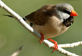 Long-tailed Finch