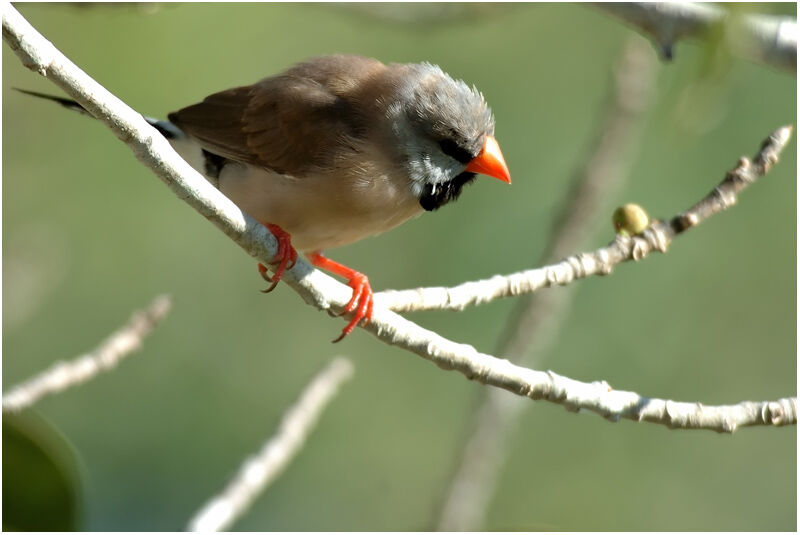 Long-tailed Finchadult