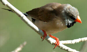 Long-tailed Finch