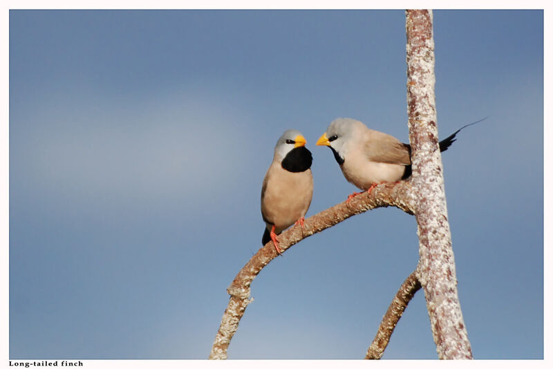 Long-tailed Finchadult