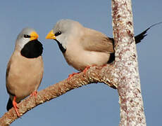 Long-tailed Finch