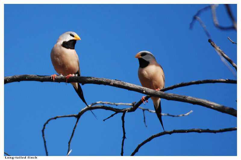 Long-tailed Finchadult