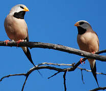 Long-tailed Finch