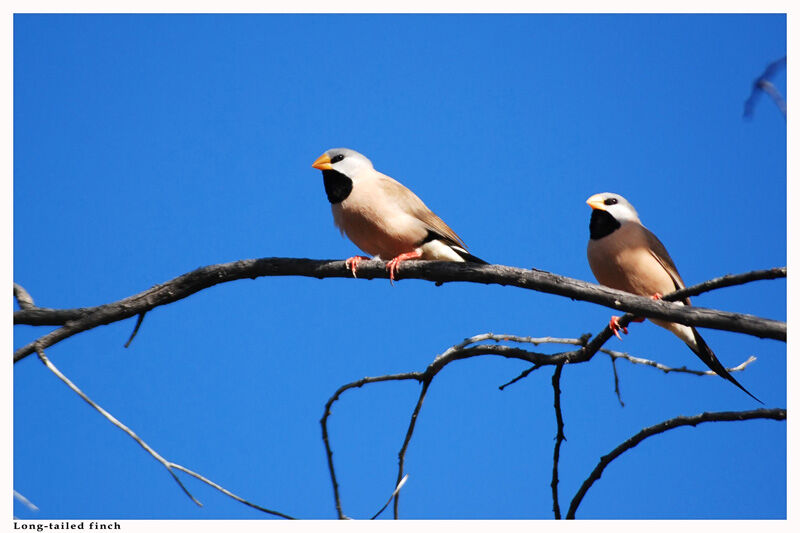 Long-tailed Finchadult