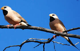 Long-tailed Finch