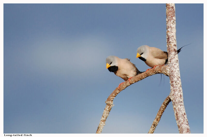 Long-tailed Finchadult