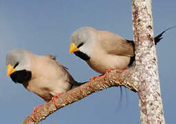 Long-tailed Finch