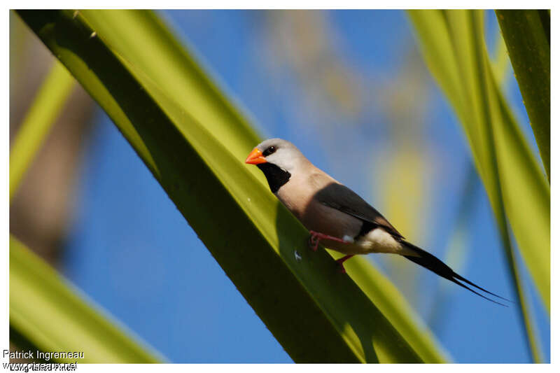 Long-tailed Finchadult, identification