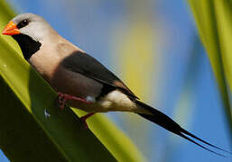 Long-tailed Finch