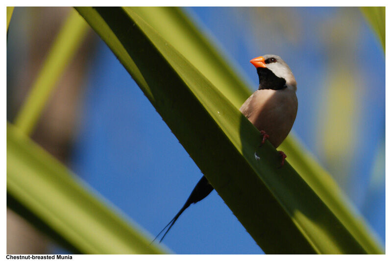 Long-tailed Finchadult