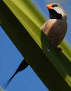 Long-tailed Finch