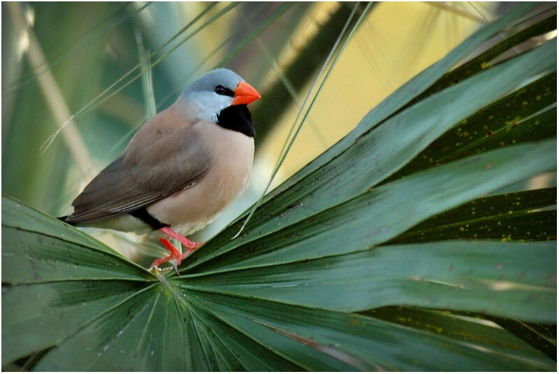 Long-tailed Finchadult