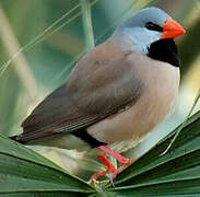 Long-tailed Finch