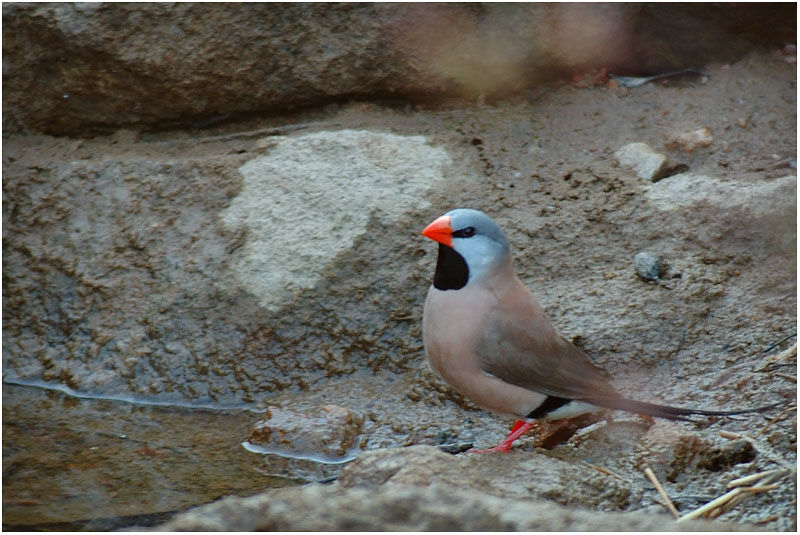 Long-tailed Finchadult