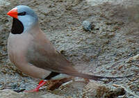 Diamant à longue queue