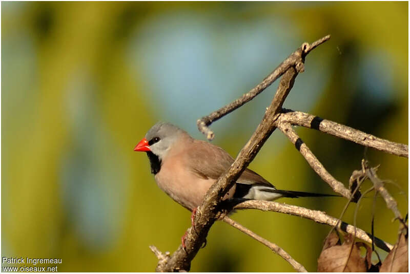 Long-tailed Finchadult, pigmentation