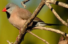 Long-tailed Finch