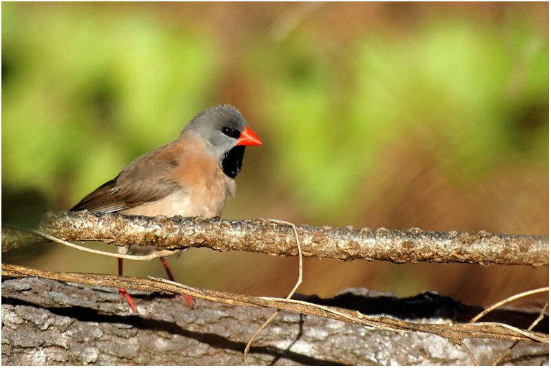 Long-tailed Finchadult