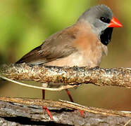 Long-tailed Finch