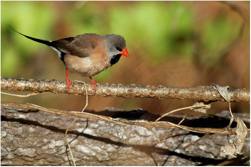 Long-tailed Finchadult