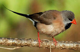 Long-tailed Finch