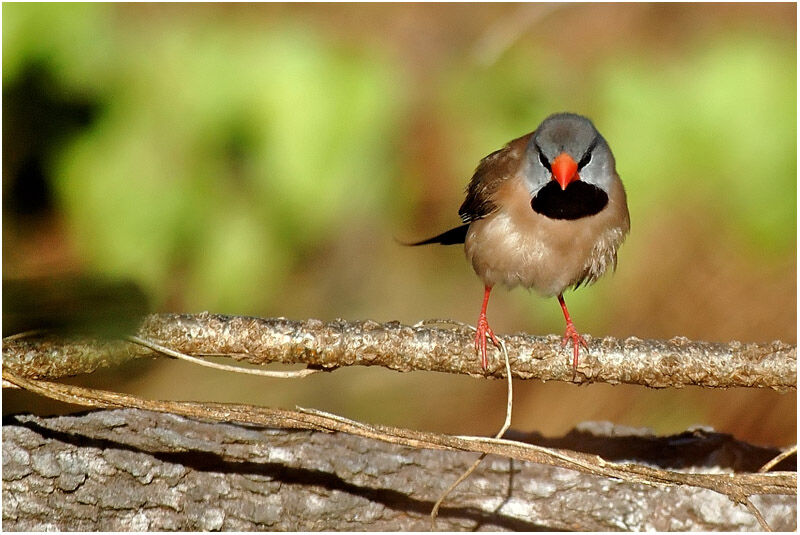 Long-tailed Finchadult