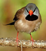 Long-tailed Finch