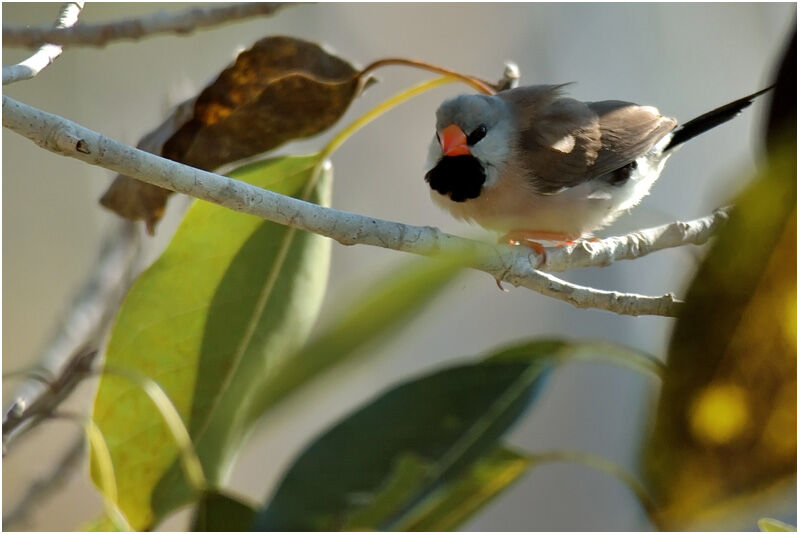 Long-tailed Finchadult