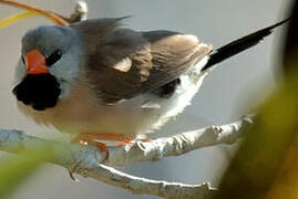 Long-tailed Finch