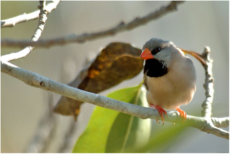 Long-tailed Finchadult