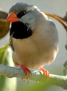 Long-tailed Finch