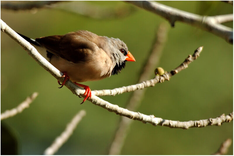 Long-tailed Finchadult