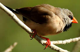 Long-tailed Finch