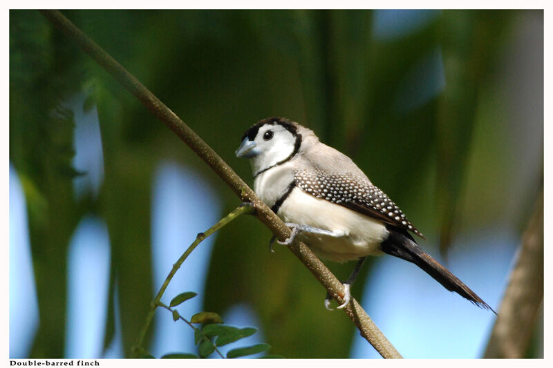 Double-barred Finchadult