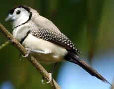 Double-barred Finch