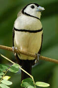 Double-barred Finch