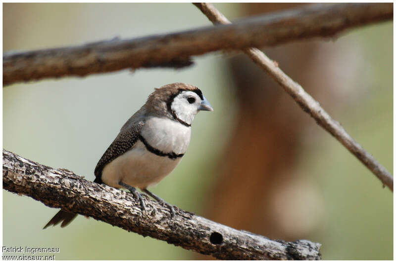 Double-barred Finchadult, identification