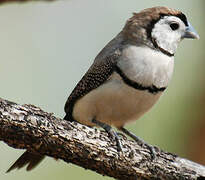 Double-barred Finch