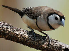 Double-barred Finch