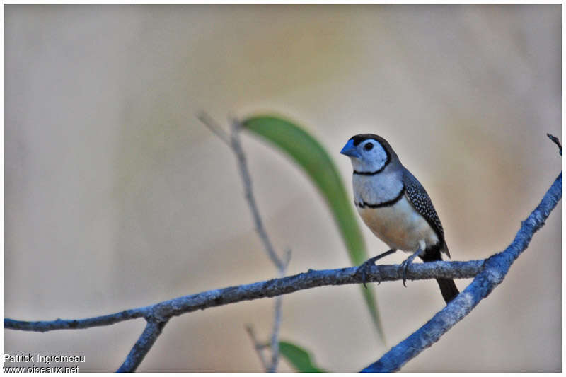 Double-barred Finchadult, identification