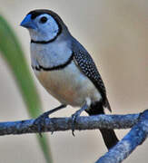 Double-barred Finch