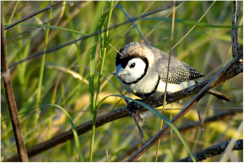 Double-barred Finchadult