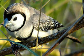 Double-barred Finch