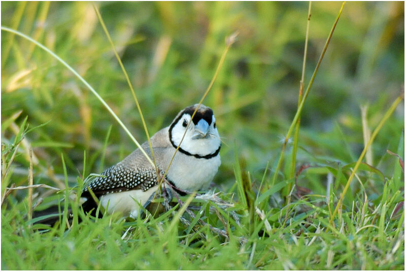 Double-barred Finchadult