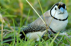 Double-barred Finch