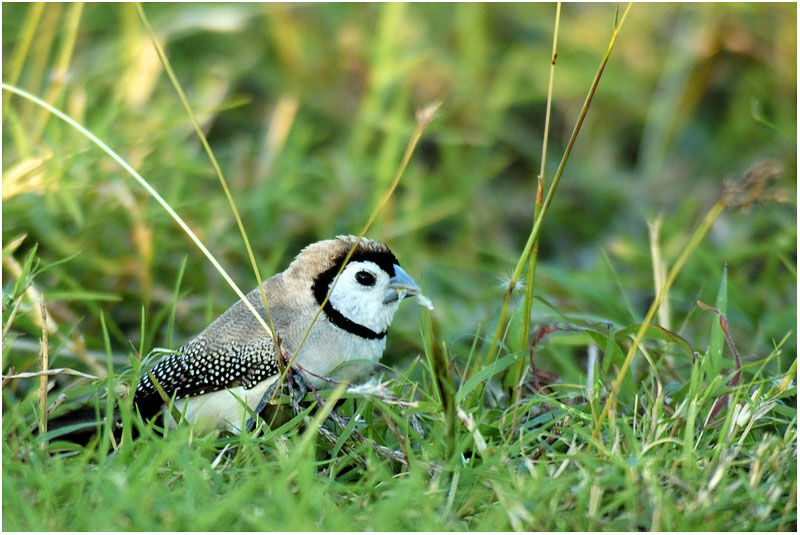Double-barred Finchadult
