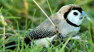 Double-barred Finch