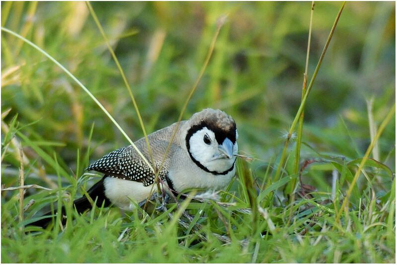 Double-barred Finchadult