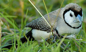 Double-barred Finch